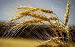۵۳ هزار تن گندم در یک استان گم شد!