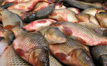 سرانه مصرف ماهی ۱۳.۸ کیلوگرم / اوزون برون کیلویی ۴۴۵ هزار تومان