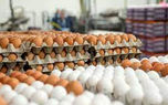 قیمت شانه تخم‌ مرغ از  ۱۶۰ هزار تومان گذشت!