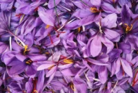 طلای سرخ ایران و مسیر جهانی شدن در سال ۱۴۰۴