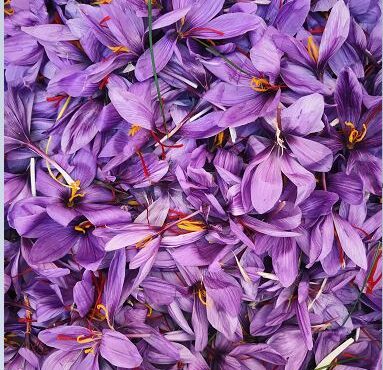 طلای سرخ ایران و مسیر جهانی شدن در سال ۱۴۰۴
