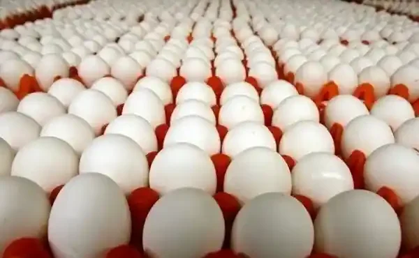  قیمت تخم‌مرغ ۱۹ درصد گران شد و از مرز ۲۵۰ هزار تومان گذشت