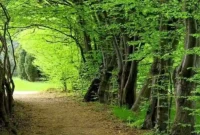 ادعای ساخت‌وساز غیرمجاز در جنگل‌های هیرکانی بابل