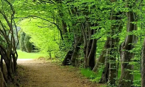 ادعای ساخت‌وساز غیرمجاز در جنگل‌های هیرکانی بابل