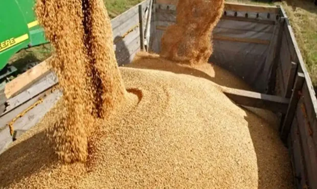 توزیع انحصاری نهاده دامی از طریق سامانه بازارگاه ؛ فروش خارج از سیستم قاچاق است توزیع انحصاری نهاده دامی از طریق سامانه بازارگاه ؛ فروش خارج از سیستم قاچاق است