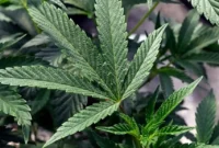 اثرات شگفت‌آور گیاه شاهدانه علیه سلول‌های سرطان تخمدان