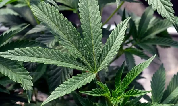 اثرات شگفت‌آور گیاه شاهدانه علیه سلول‌های سرطان تخمدان