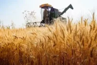 حق بیمه سهم کشاورز توسط دولت پرداخت خواهد شد