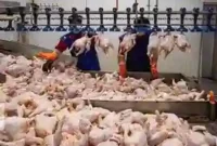 آغاز صادرات گوشت مرغ با مجوز وزارت جهاد کشاورزی