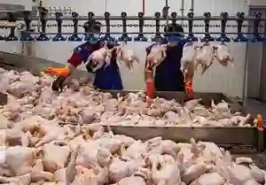 آغاز صادرات گوشت مرغ با مجوز وزارت جهاد کشاورزی